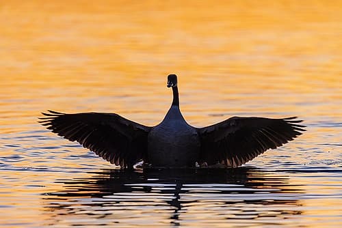 Canada Goose flapping wings in wetland at sunrise-Marion County-Illinois Places Print
